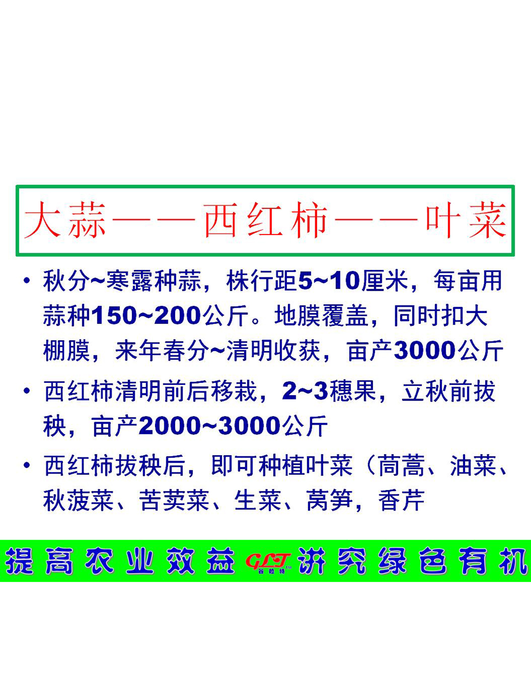 大蒜——西紅柿——葉菜