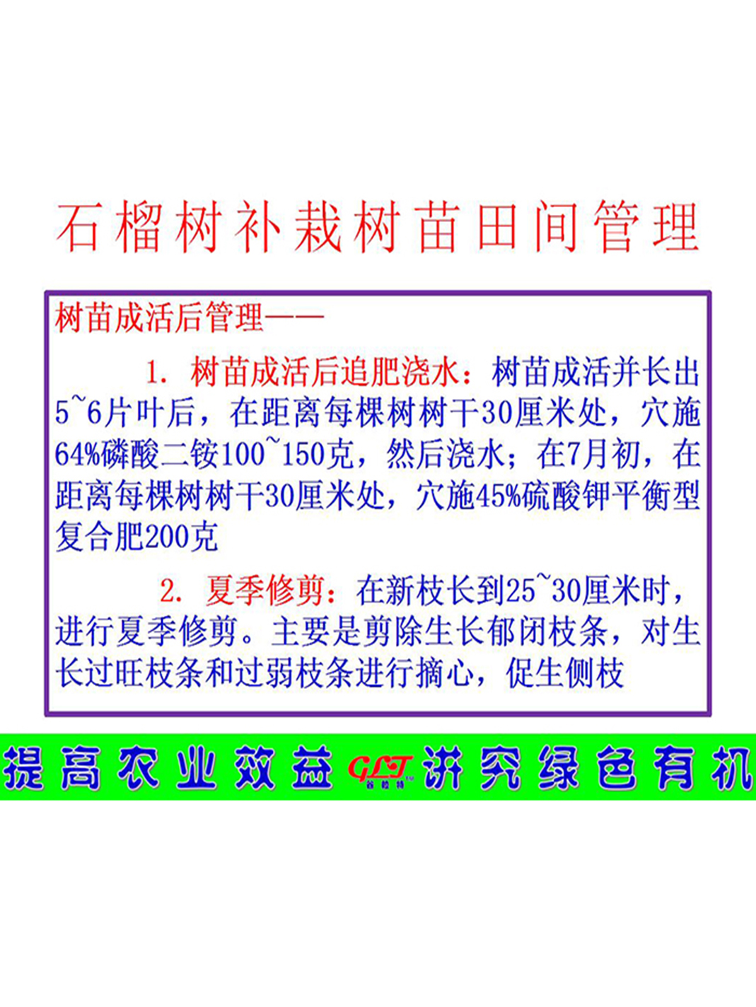 石榴樹(shù)補栽樹(shù)苗田間管理